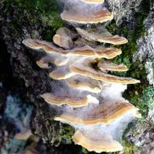 Fungi