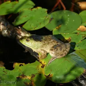 Amphibians