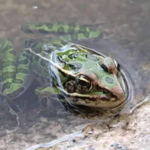 Amphibians